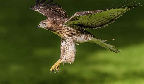 Juvenile Red-Tailed Hawk Flying Photograph by Morris Finkelstein - Pixels