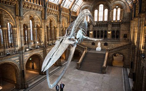 Natural History Museum London Dinosaurs