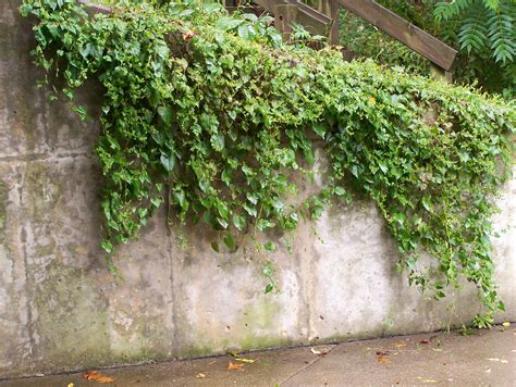 Ivy Wall by Earthy-Stock on DeviantArt