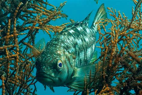 Kelp bass, Paralabrax clathratus – Biodiversity Atlas of LA