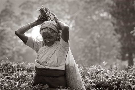 Tea Plantations in Sri Lanka | Tea History, Tea Regions & Tea Tours - Travellers Isle