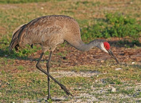 World Bird Sanctuary: Bird Memories: Sandhill Crane, The Elegant Bird