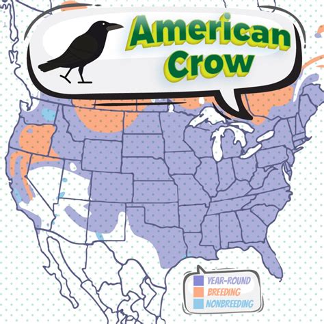 Why Do Crows Migrate South During Winter? - Birds Of The Wild