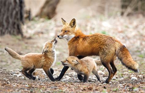 red-fox-family-photo-by-mellissa-groo - Ink Publications