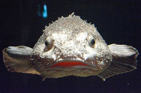 20 Facts about Blobfish to Know What this Creature is - Mysterious Monsters