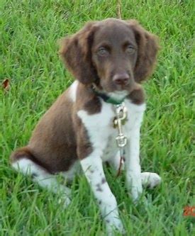 Brittany Spaniel Dog Breed Pictures