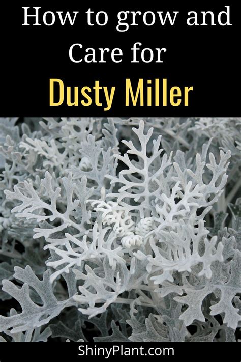 How to care for Dusty miller | Dusty miller, Plant care, Annual plants