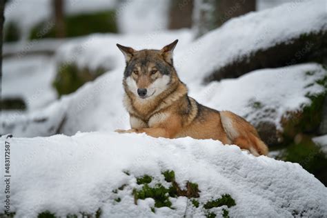 Gray wolf laying in winter snow forest in the Sumava National Park ...