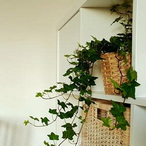 English Ivy: A Stunning Houseplant for Every Home - Ames Farm Center