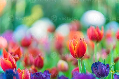 Red and purple tulips in the garden 9323604 Stock Photo at Vecteezy