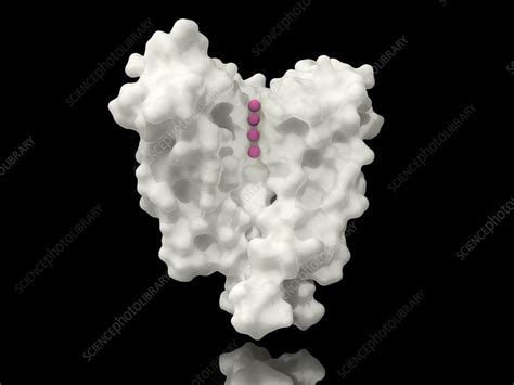 Voltage-gated potassium channel, molecular model - Stock Image - C046/0839 - Science Photo Library