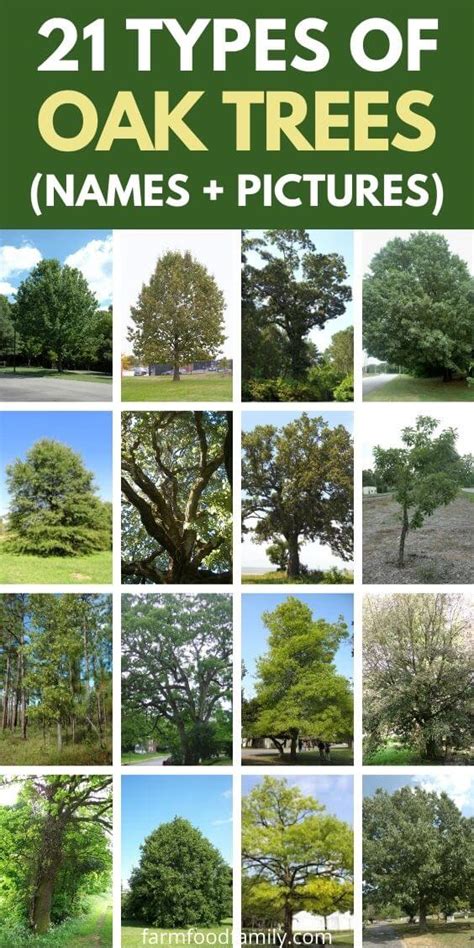 21+ Different Types Of Oak Trees With Names, Their Uses and Pictures