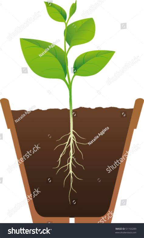 Rooted Plants In Pots Stock Vector Illustration 51153289 : Shutterstock