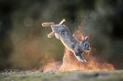 jumping Bunny by info373 | Cute animals, Wild bunny, Animal refrences