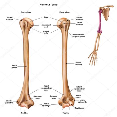 Structure of the humerus bone with the name and description of a — Stock Vector © urfingus ...