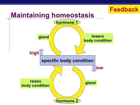 Hormones & Reproduction