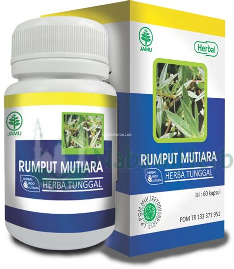 Rumput Mutiara - NABAWI HERBA | Distributor Herbal | Grosir Herbal Murah | Peluang Usaha Agen Herbal