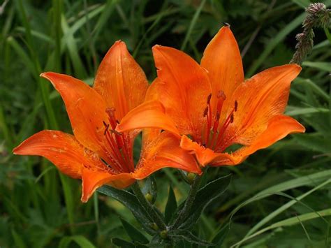 Orange lily ( FLOWERS Seed) Lilium bulbiferum ssp. croceum ...