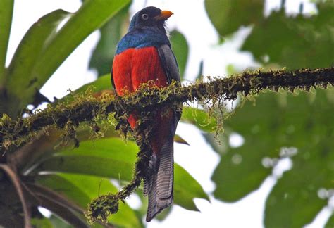 Birding Braulio Carrillo National Park - A Complete Guide