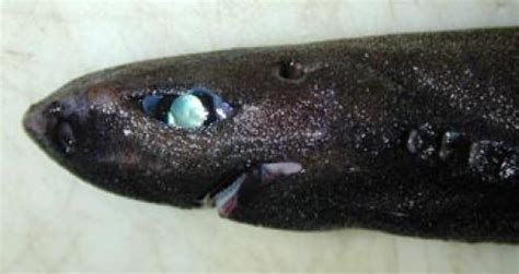 Ninja Lanternshark Fact Sheet - C.S.W.D