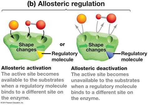 Biology Pictures | Biology, Enzymes activity, Biochemistry