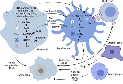 Frontiers | The cGAS/STING Pathway: A Novel Target for Cancer Therapy