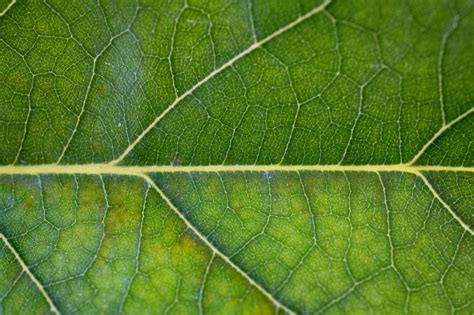 Free Stock Photo of A close up of a green leaf | Download Free Images ...