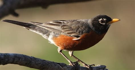 #bioPGH Blog: American Robins | Phipps Conservatory and Botanical ...