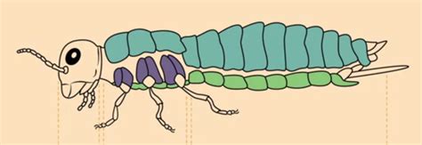 Entomology - Anatomy I - Tagmata Diagram | Quizlet