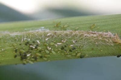 Managing Aphids in Corn | Integrated Crop Management