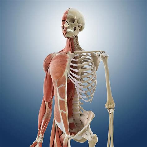 Torso Muscle Anatomy / Human Anatomy Torso Skeleton With Muscles Veins And Arteries Back View On ...