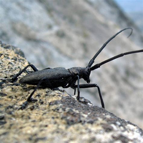 Brown Spruce Longhorn Beetle – Profile | Invasive Species Centre