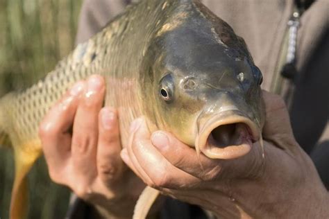 How to Chum & Bait Freshwater Fish | Gone Outdoors | Your Adventure Awaits