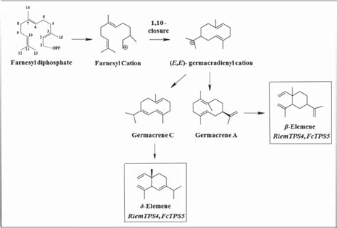 Types of primary cyclization of compound β-elemene and δ-elemene ...