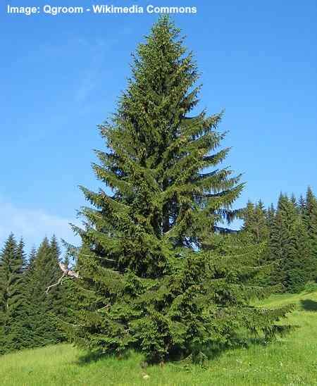 17 Types of Spruce Trees and Shrubs With Identification Guide (Pictures)