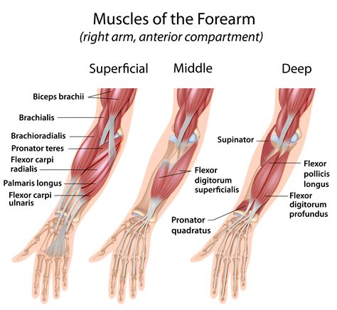 Musculus flexor digitorum profundus - sportbachelor