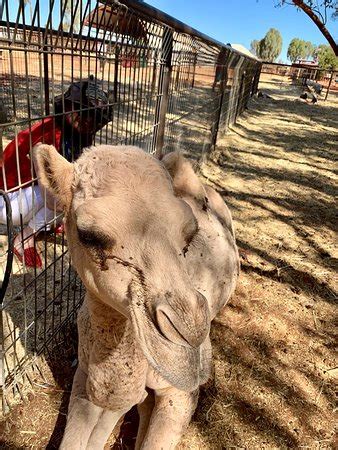 Uluru Camel Tours (Yulara): UPDATED 2019 All You Need to Know Before ...