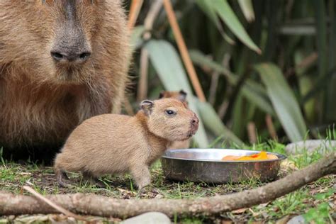 One of seven Capybara pups born at the Wellington Zoo | Baby animals pictures, Capybara, Baby ...