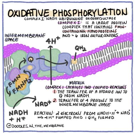 Oxidative Phosphorylation Infographic: Complex 1 [Video] in 2020 | Biology lessons, Biology ...