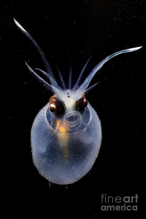 Cockatoo Squid Photograph by Dante Fenolio - Fine Art America