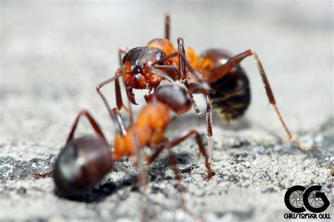 Fighting ants by de-zwaluw on DeviantArt