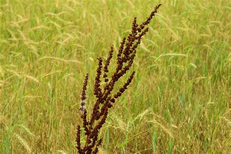 Prairie grasses