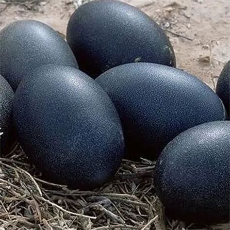 Black Kadaknath Egg, For Household, Packaging Type: Carton at best price in Belgaum