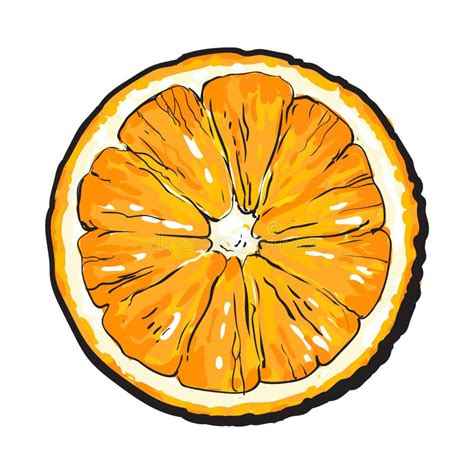 Realistic Colorful Hand Drawn Half of Juicy Orange, Vector Illustration ...