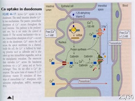 medical K.I.S.S: calcium absorption in gut