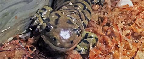 Tiger Salamander - Lehigh Valley Zoo