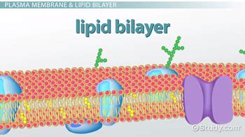 Why Is The Phospholipid Bilayer Important To Cell Survival Select The Two Answers That Are ...