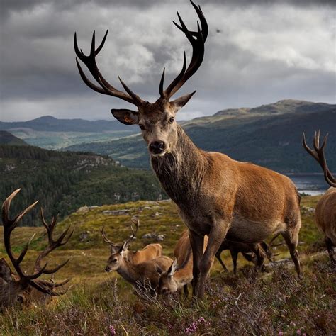 Red deer on the Moors of Scotland at Reraig Forest Estate. I was close so you can guess that ...