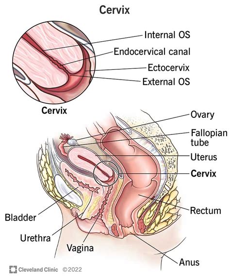 The Cervix Structure Function Vascular Supply TeachMeAnatomy | atelier-yuwa.ciao.jp