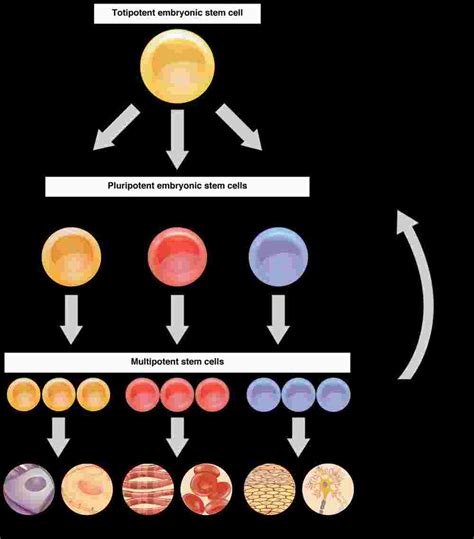 Cellular Differentiation | Anatomy & Physiology I
